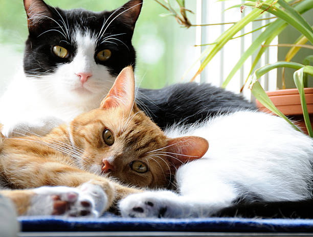 Two Cute Domestic Short Hair cats snuggling Two cute Domestic Short Hair cats snuggling together in a ay window - one orange tabby and one balck and white cat - both looking at camera. two animals stock pictures, royalty-free photos & images