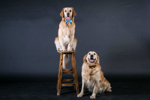 Two cute golden retriever dogs sitting on a chair Two cute golden retriever dogs sitting on a chair golden cocker retriever puppies stock pictures, royalty-free photos & images