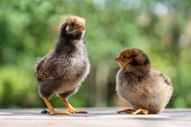 Two cute little chickens stock photo