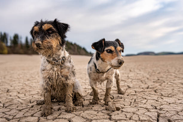 Two cute little Jack Russell Terrier dogs are sitting in the parched Forggensee in Bavary Germany Two cute small Jack Russell Terrier dogs are sitting in the parched Forggensee in Bavary Germany lech river stock pictures, royalty-free photos & images