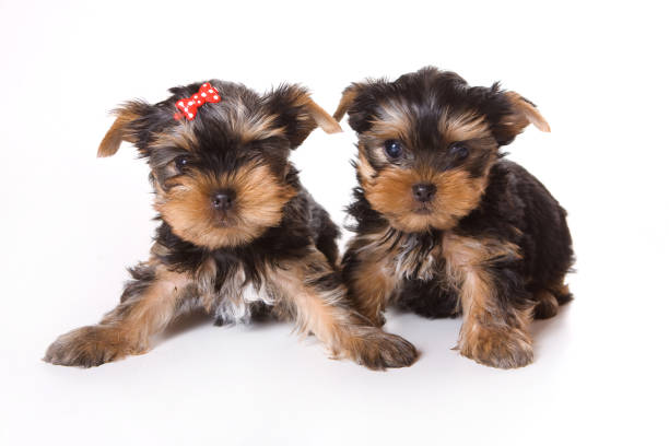 Male Yorkie Hairstyles Stock Photos Pictures Royalty Free