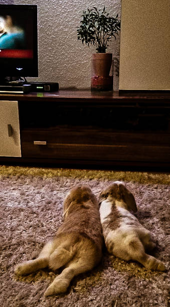 Two cute rabbits cuddle together while watching TV Two cute rabbits snuggle up watching TV together rabbit hutch stock pictures, royalty-free photos & images