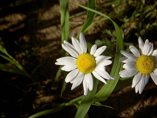 two daisy stock photo