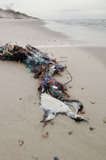 Two dead waterfowl that are entangled in a fishing net. Dead birds on the seashore. Waterfowl could not get out of fishing nets. Together with the network, they are thrown by waves on a deserted coast. dead animal stock pictures, royalty-free photos & images