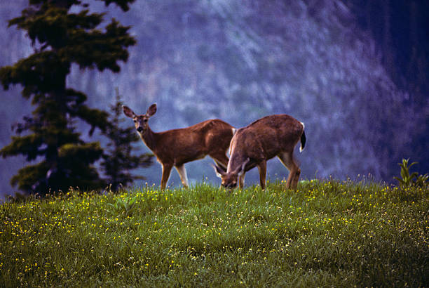 Two Deer at Sunset These two Blacktail Deer (Odocoileus hemionus) were photographed while grazing at sunset in the Summerland Meadows of Mount Rainier National Park, USA. jeff goulden deer stock pictures, royalty-free photos & images