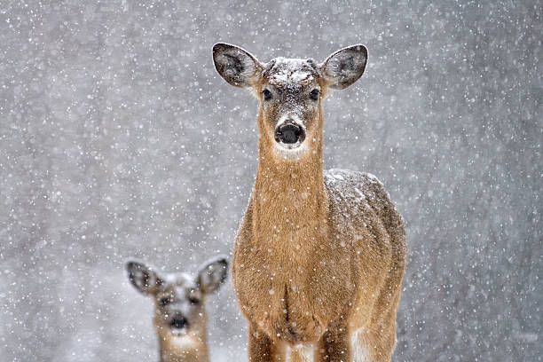 two deer in the snow - whitetail bildbanksfoton och bilder