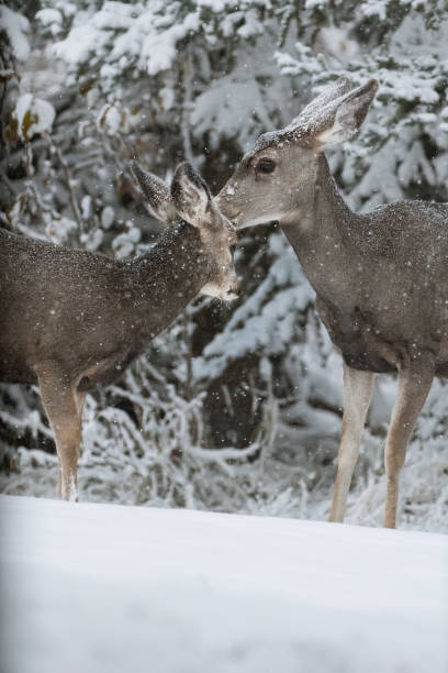 Two Deer in Winter stock photo