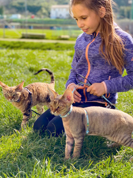 två devon rex cat på koppel utomhus i naturen tas på en promenad av ung tonåring flicka - stock photo - cat leash bildbanksfoton och bilder