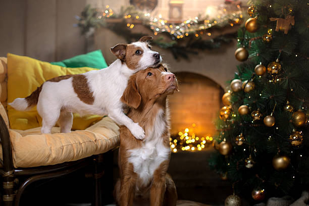 Two dogs and a Christmas tree stock photo