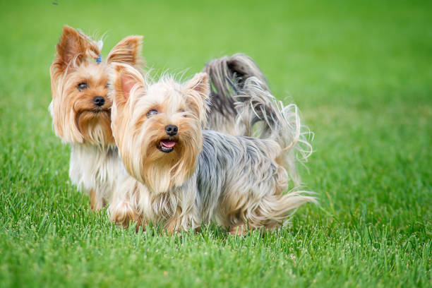 Two dogs breed "Yorkshire Terrier" on a walk in the park on a summer day stock photo