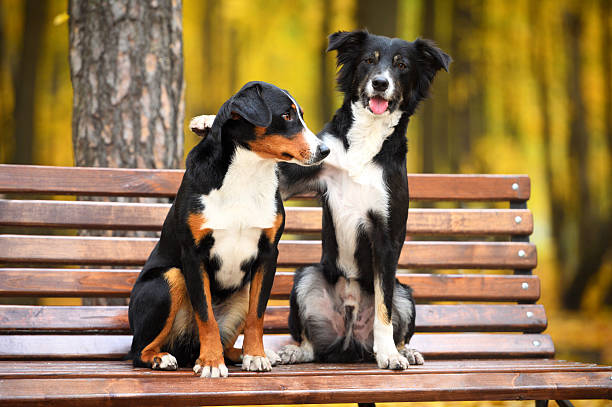 Two dogs in love in autumn park Two dogs sitting on a bench in the park two animals stock pictures, royalty-free photos & images