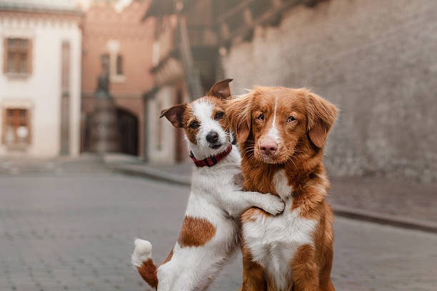 Two dogs in the city Nova Scotia Duck Tolling Retriever and Jack Russell Terrier in the city two animals stock pictures, royalty-free photos & images