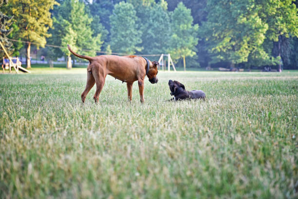 Two dogs playing in the park. Small and big dog. Dog friends. stock photo