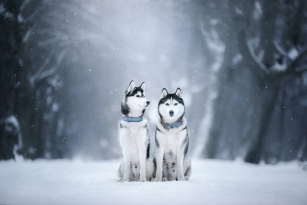 Two dogs Siberian Husky in the snow stock photo