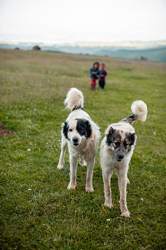 Two dogs similar to each other fluffy with raised tails in the mountains on a green meadow. Blurred in the background are two children of nomadic pastoralists shepherds of sheep