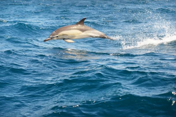 Two dolphins jumping in the Mediterranean sea on a clear day, the striped dolphin (Stenella coeruleoalba) close-up. Waves, water splashes. A view from the sailing boat. Spain. Recreation, cruise stock photo