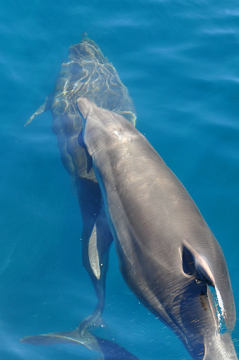 Two Dolphins Swim In Clear Waters Of Port Jackson Near ...