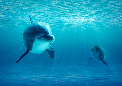 Dolphin family swimming near the surface of the ocean. Underwater view.