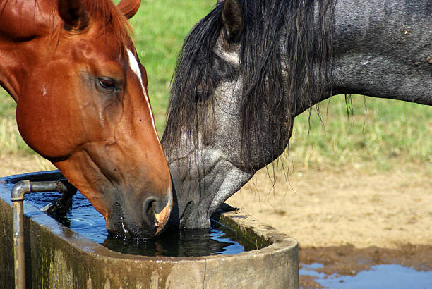 Two drinking horses stock photo