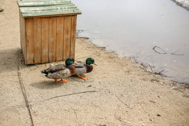 Two ducks, mallards stand near the nest in winter stock photo