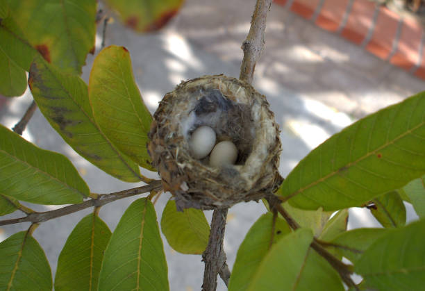 Two Eggs in a Hummingbird Nest stock photo
