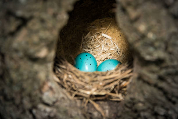 Photo of Two eggs of a thrush in a nest in a hollow