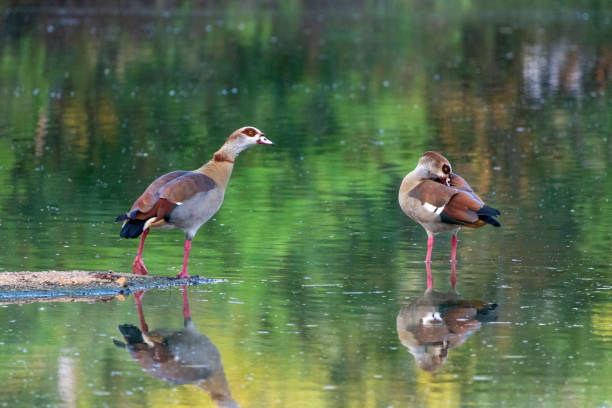Two Egyptian Geese in a Dam stock photo
