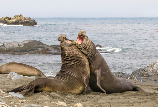 two-elephant-seals-battle-for-control-of-harem-at-beach-at-gold-picture-id912150382