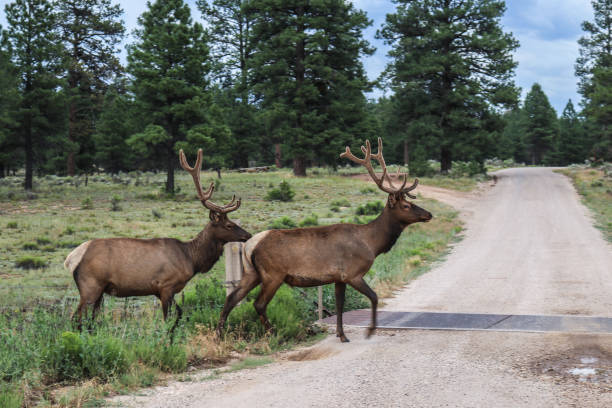Two elk with racks walking across road in front of cattle guard with pine trees in background near Grand Canyon - movement blur  cattle grid stock pictures, royalty-free photos & images