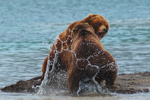 Two Russian Brown Bears fight in a lake after fishing for salmon