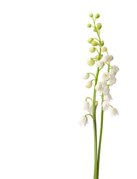 two  flowers isolated on white - lelietje van dalen stockfoto's en -beelden