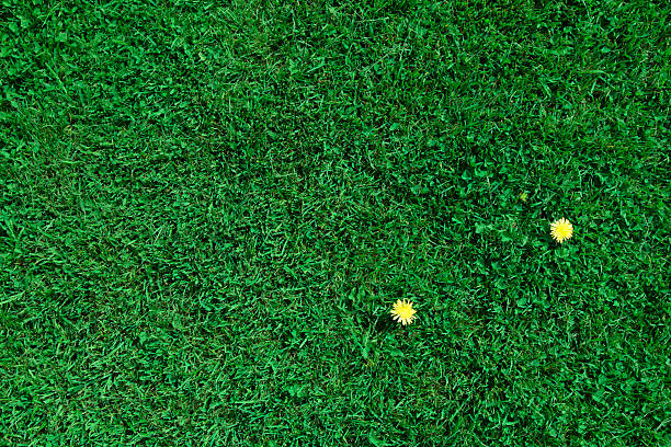 two flowers with fresh green lawn stock photo