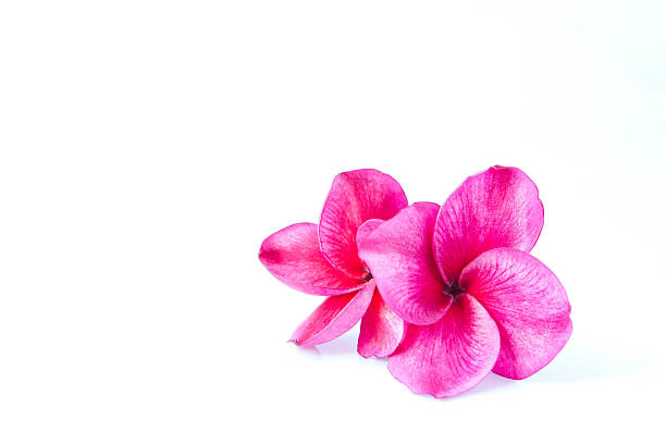 Two frangipani flowers isolated on white stock photo
