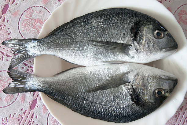 Two fresh dorada fish stock photo
