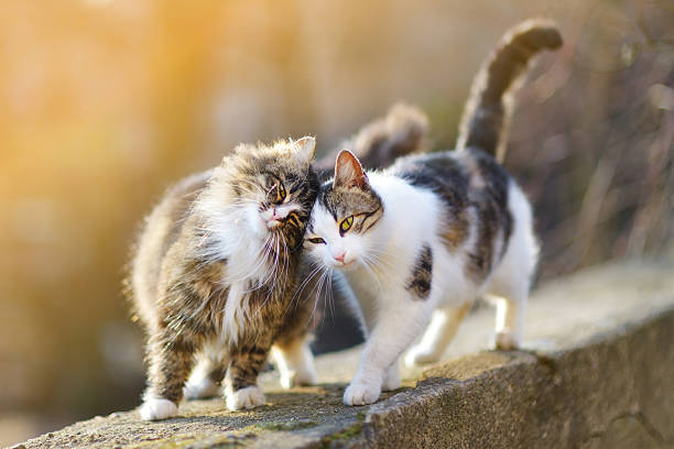 Two friendly cats Two friendly cats on spring meowing stock pictures, royalty-free photos & images