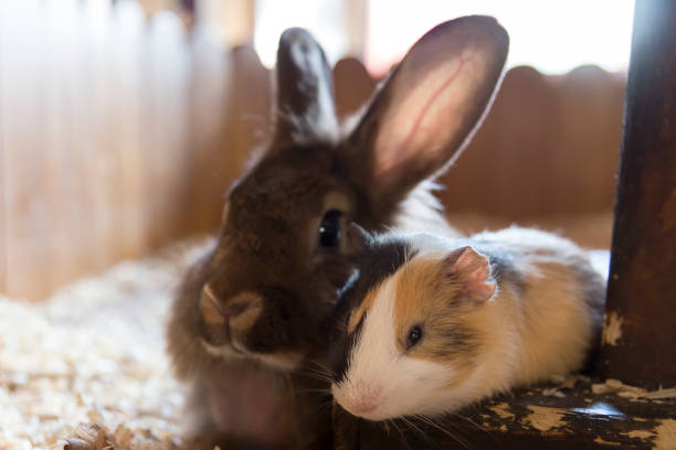 Two friends: a guinea pig and a rabbit lie side by side in the house Two friends: a guinea pig and a rabbit lie side by side in their house guinea pig stock pictures, royalty-free photos & images