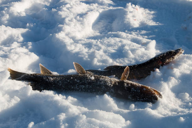 Two frozen pikes lying in the snow stock photo