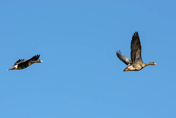 Two geese flying stock photo