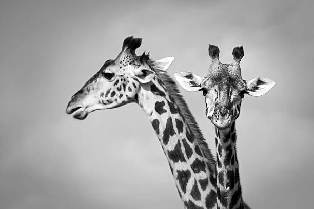Two giraffe Pair of giraffe - Masai Mara, Kenya  masai giraffe stock pictures, royalty-free photos & images