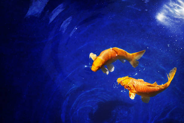 Two golden koi carp fishes close up, dark blue sea background, yellow goldfish swims in water, night moonlight glow, shiny stars, fantastic sky galaxy illustration, Pisces constellation horoscope sign stock photo