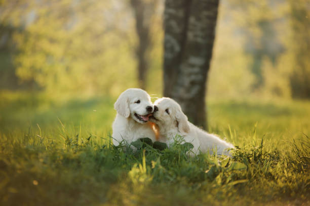 two Golden Retriever puppys runs on grass and play stock photo
