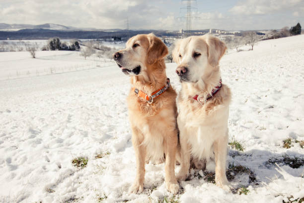 Two Golden Retriever sitting together outdoors in snow field in Winter stock photo