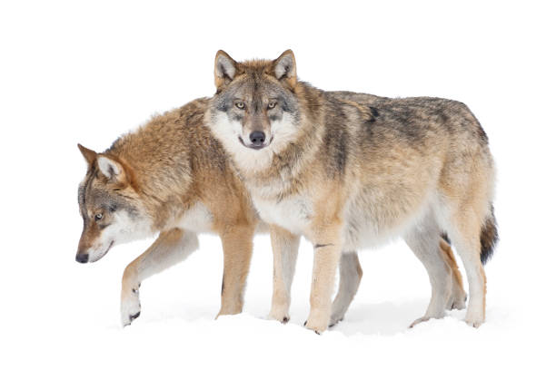 twee grijze wolven - grijze wolf stockfoto's en -beelden