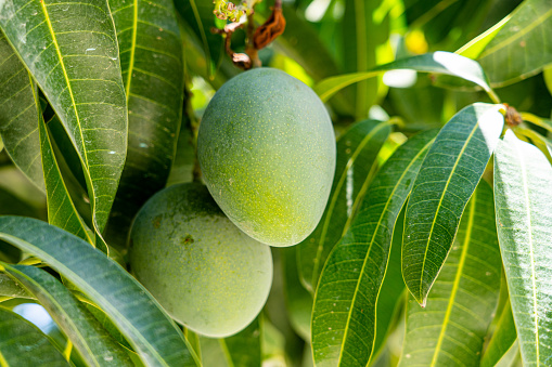 Two Green mangos hanging in the shade of a tree about to ripen.
