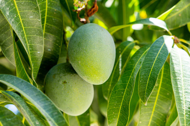 Two Green mangos hanging in the shade of a tree about to ripen. stock photo