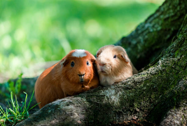 Two Guinea pigs for a walk in the Park Two Guinea pigs for a walk in the Park guinea pig stock pictures, royalty-free photos & images