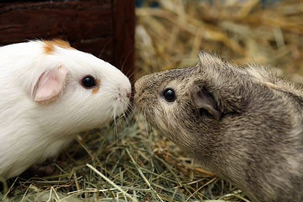 Two guinea pigs in love kissing stock photo