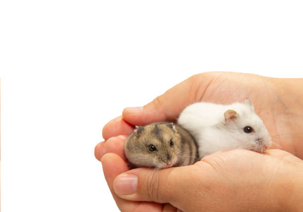 two hamsters in the palms of the hostess. Cute little hamsters in their hands. stock photo