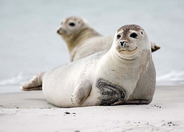 Two harbor seals lying on the beach stock photo