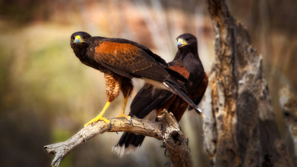 Two harris hawks perched on branch up close parabuteo unicinctus stock photo
